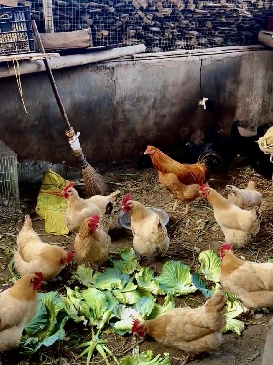 几只毛色鲜亮的公鸡昂首踱步,母鸡们则低头啄食着地上新鲜的菜叶,周围