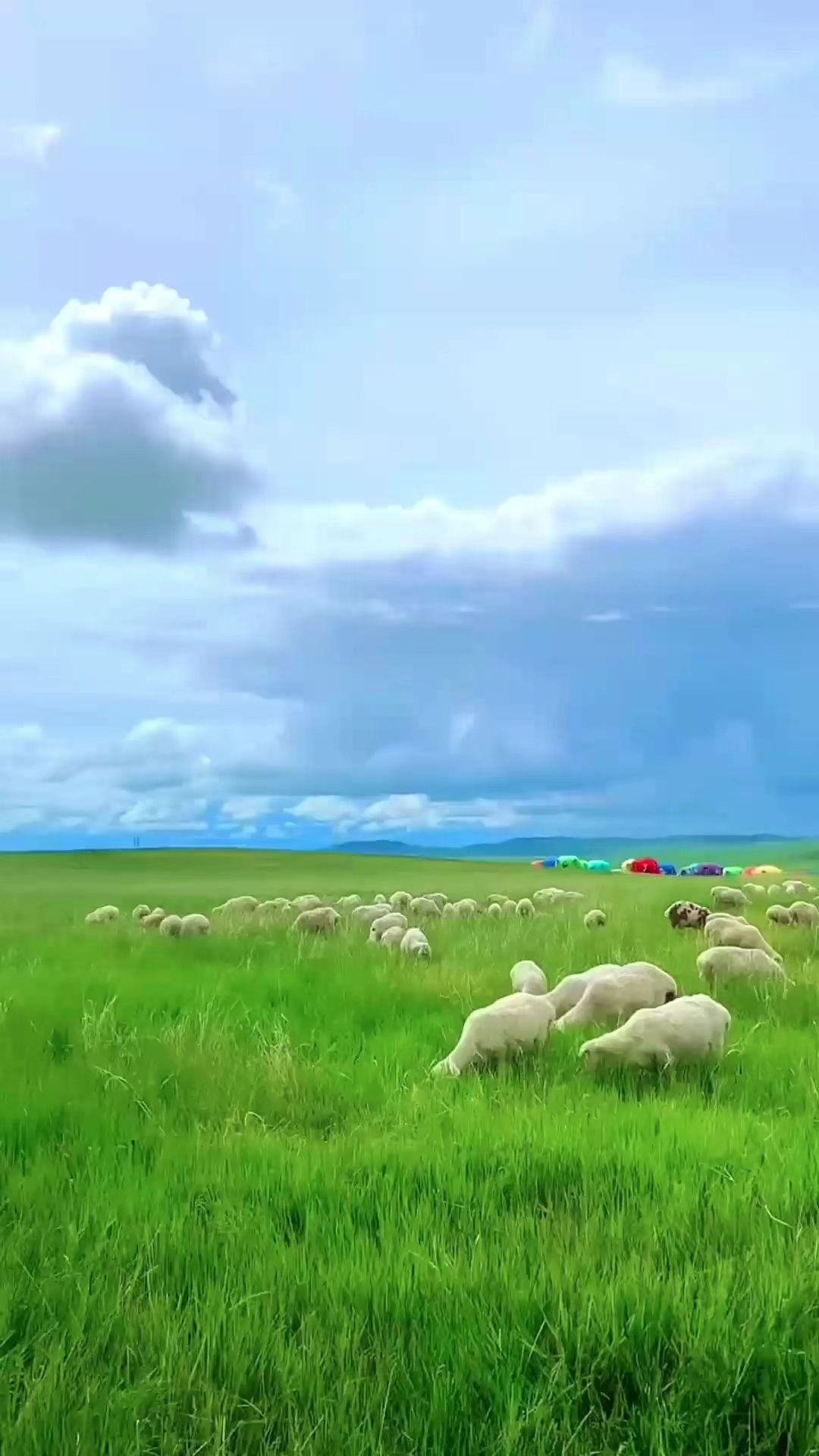 大草原上的美丽羊群