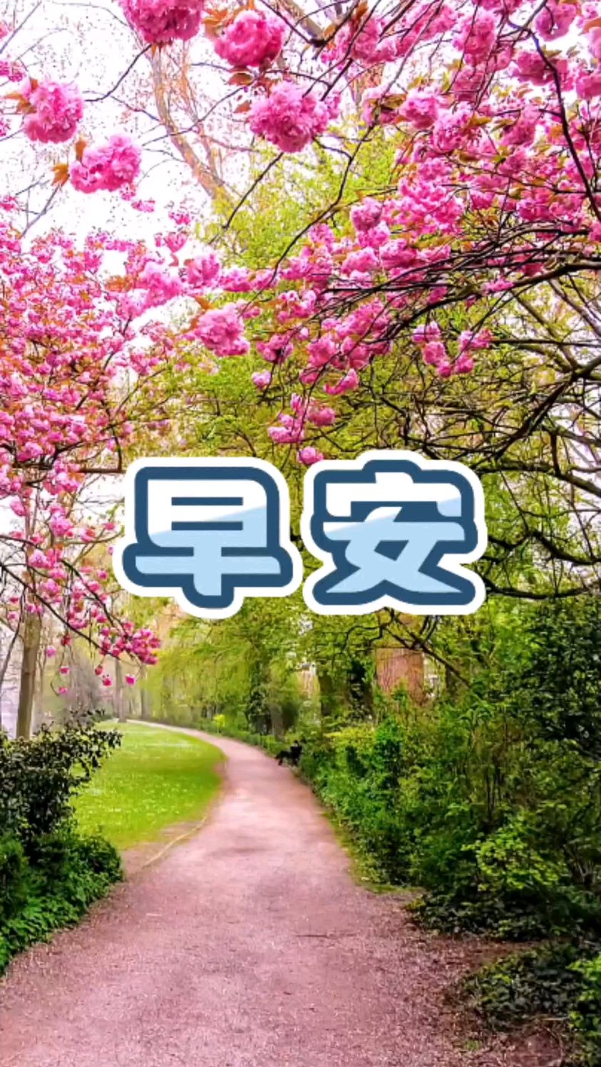 早安问候动图视频分享