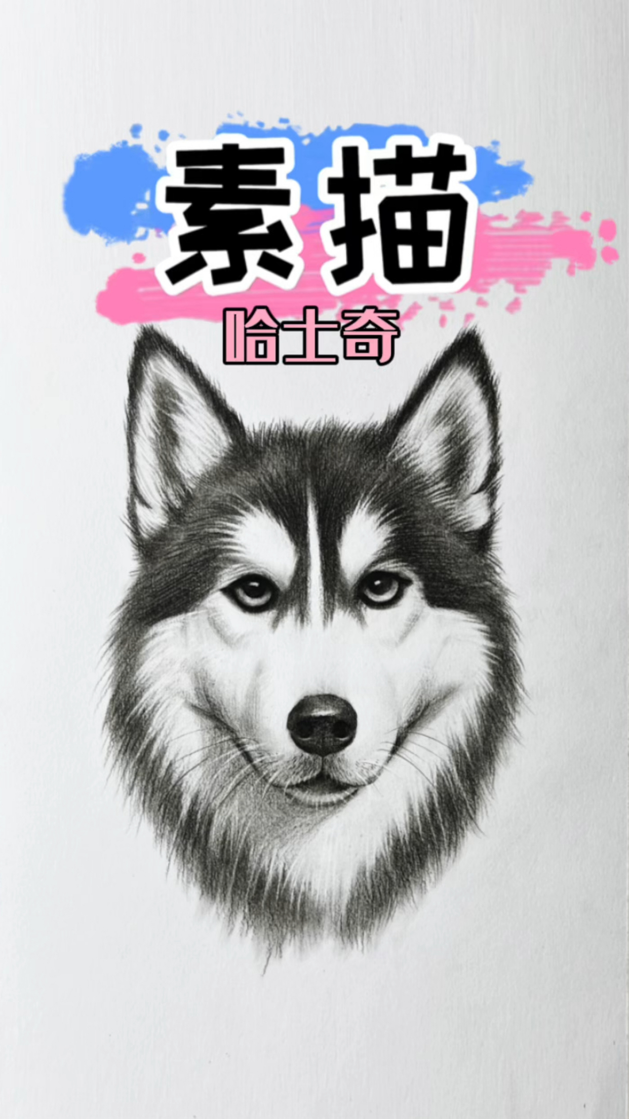 超帅气的素描哈士奇画法