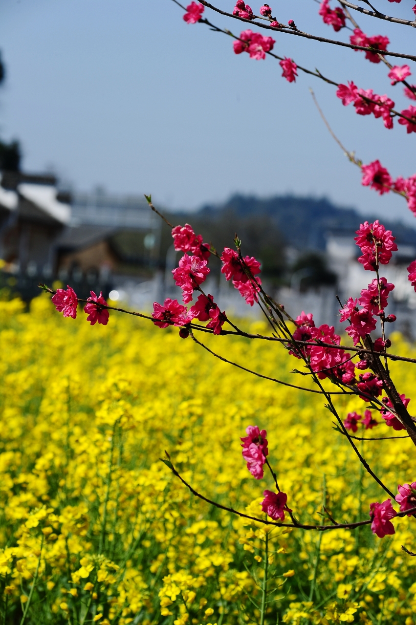 皖南歙县的油菜花开了,处处诗情画意,石潭古村风光实拍