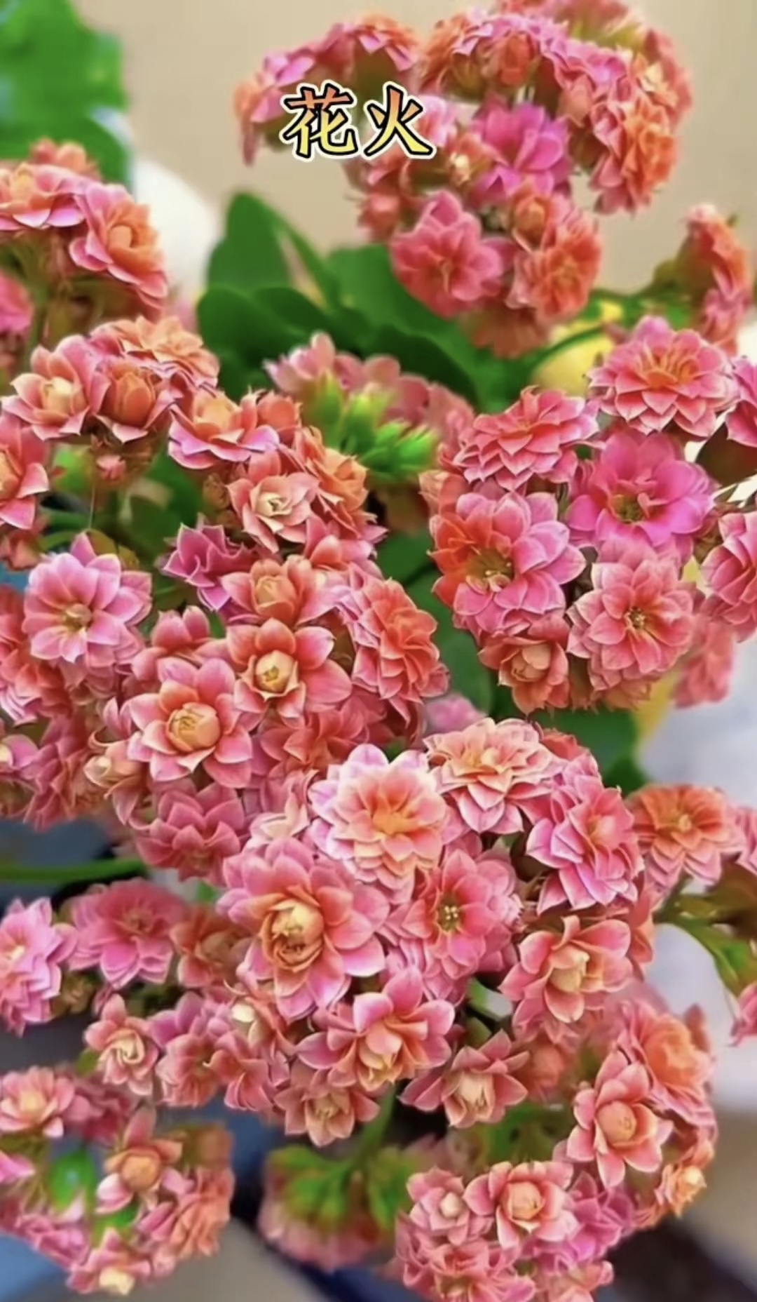 这些长寿花堪称经典,色彩明艳动人