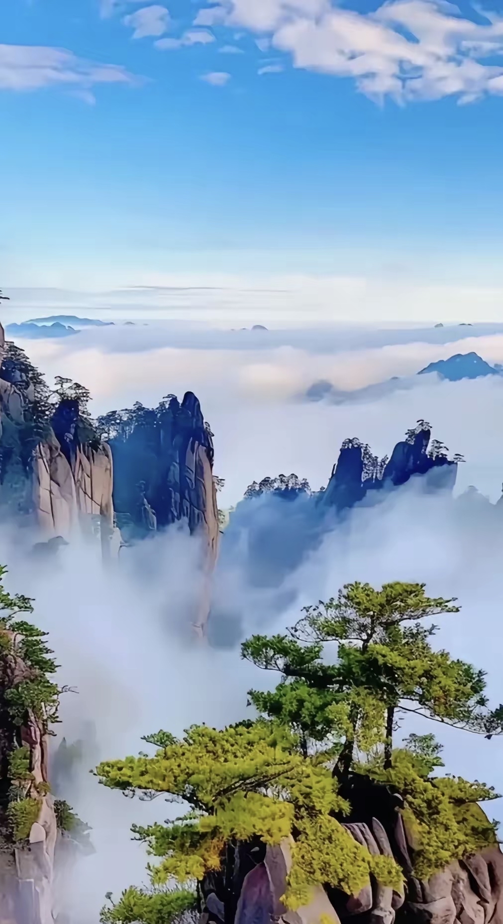 奇峰拔地而起,傲然耸立,古木高耸入云,枝繁叶茂