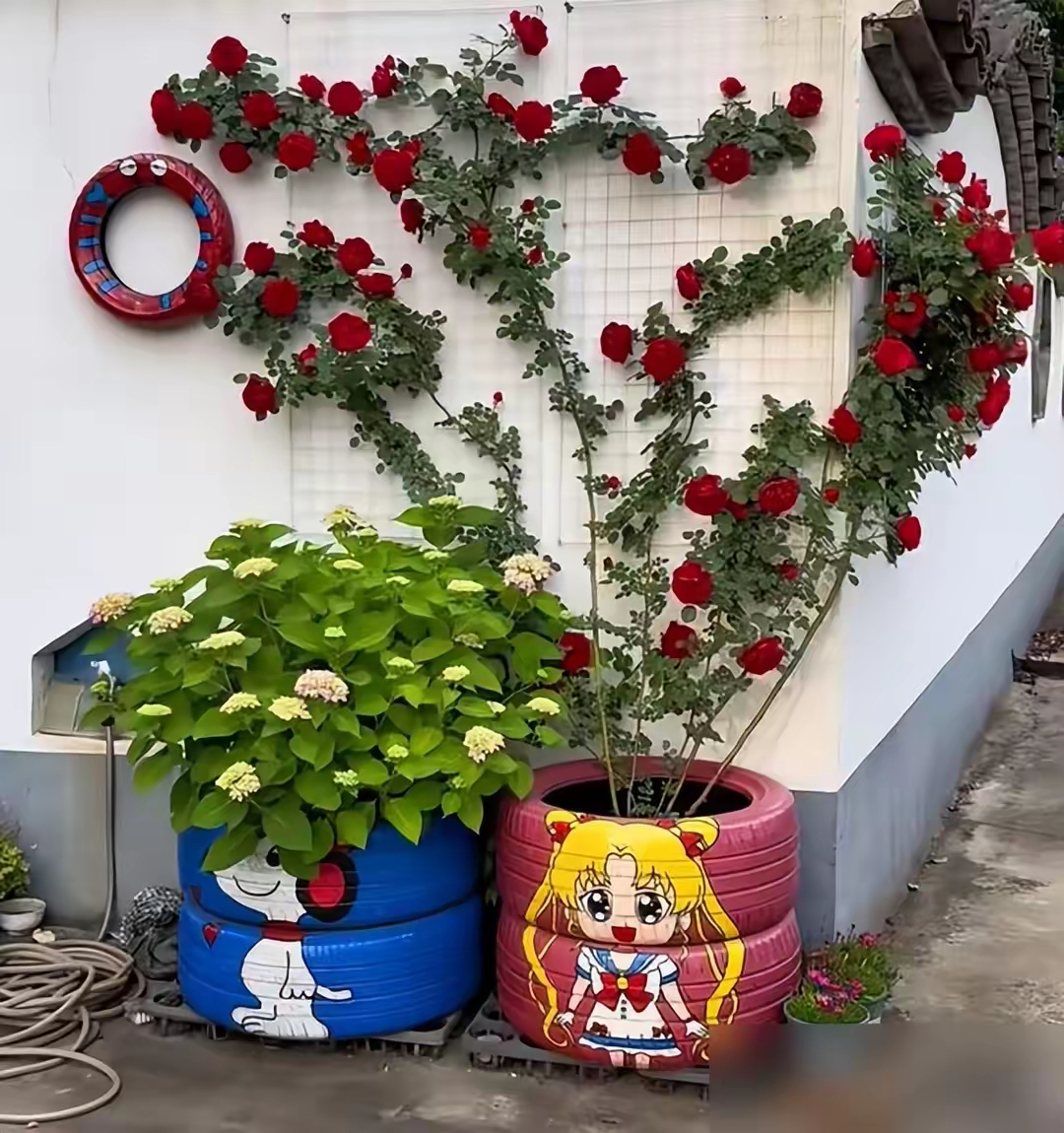 院中轮胎里,月季娇艳盛放,红粉交织,与旧胎形成奇妙反差,创意十足
