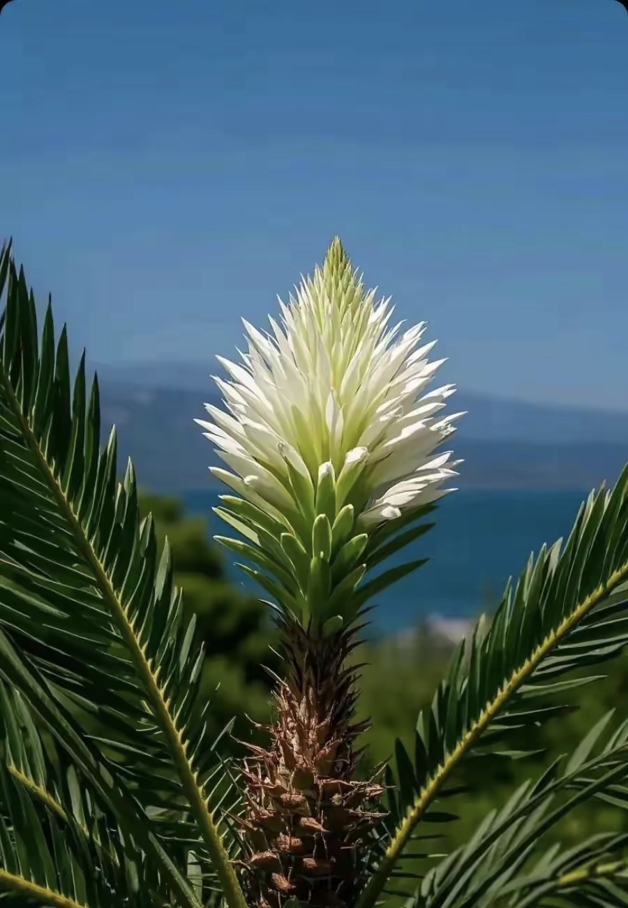 历经漫长岁月守候,铁树终于舒展枝桠,金色花苞次第绽放,花瓣如精巧