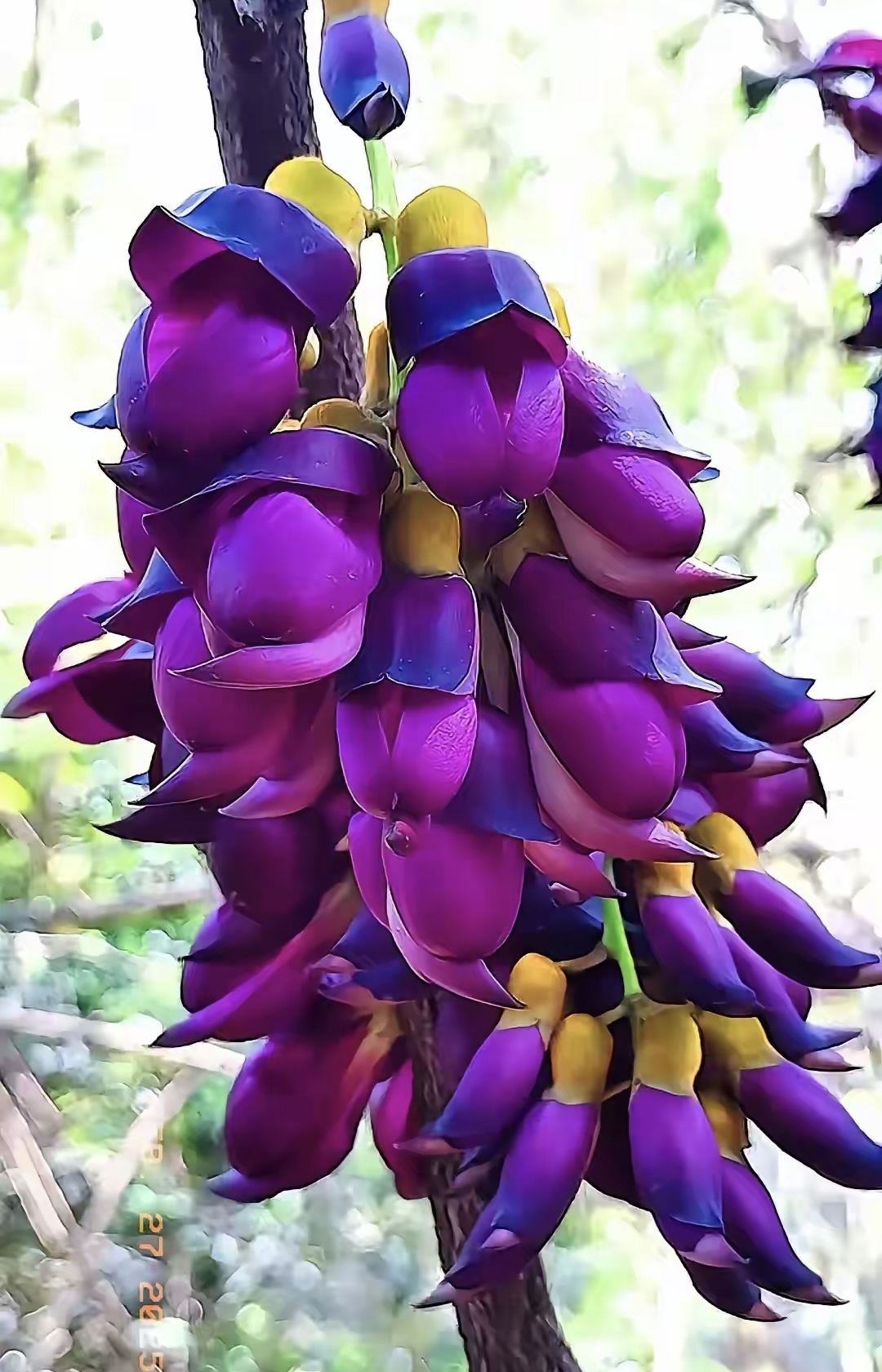 禾雀花串串垂挂,宛如灵动风铃