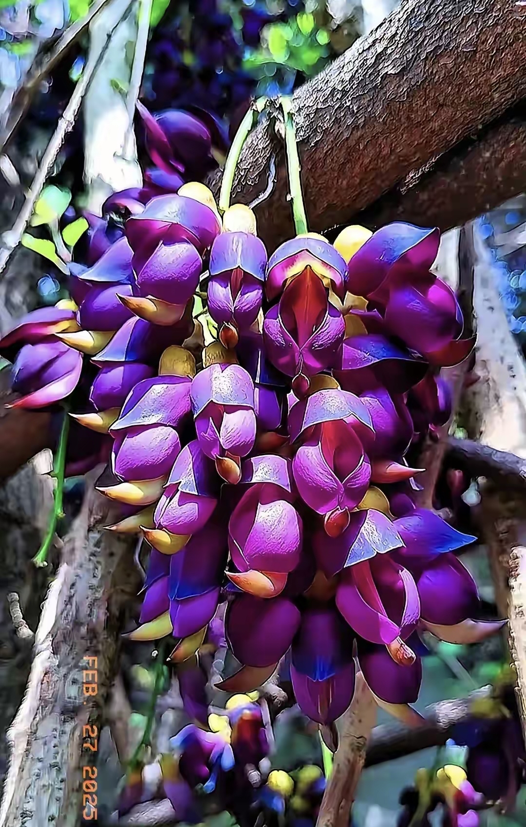 禾雀花串串垂挂,宛如灵动风铃