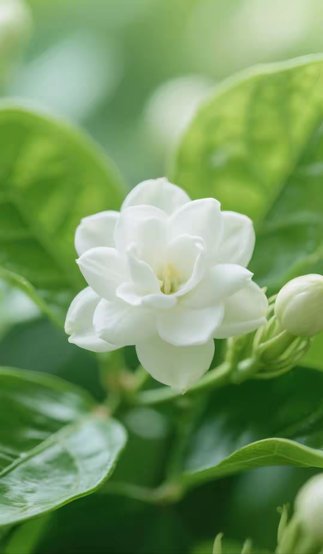 素白茉莉悄然绽瓣细碎花瓣拢着浅黄蕊心一缕清香似有若无漫开漫过