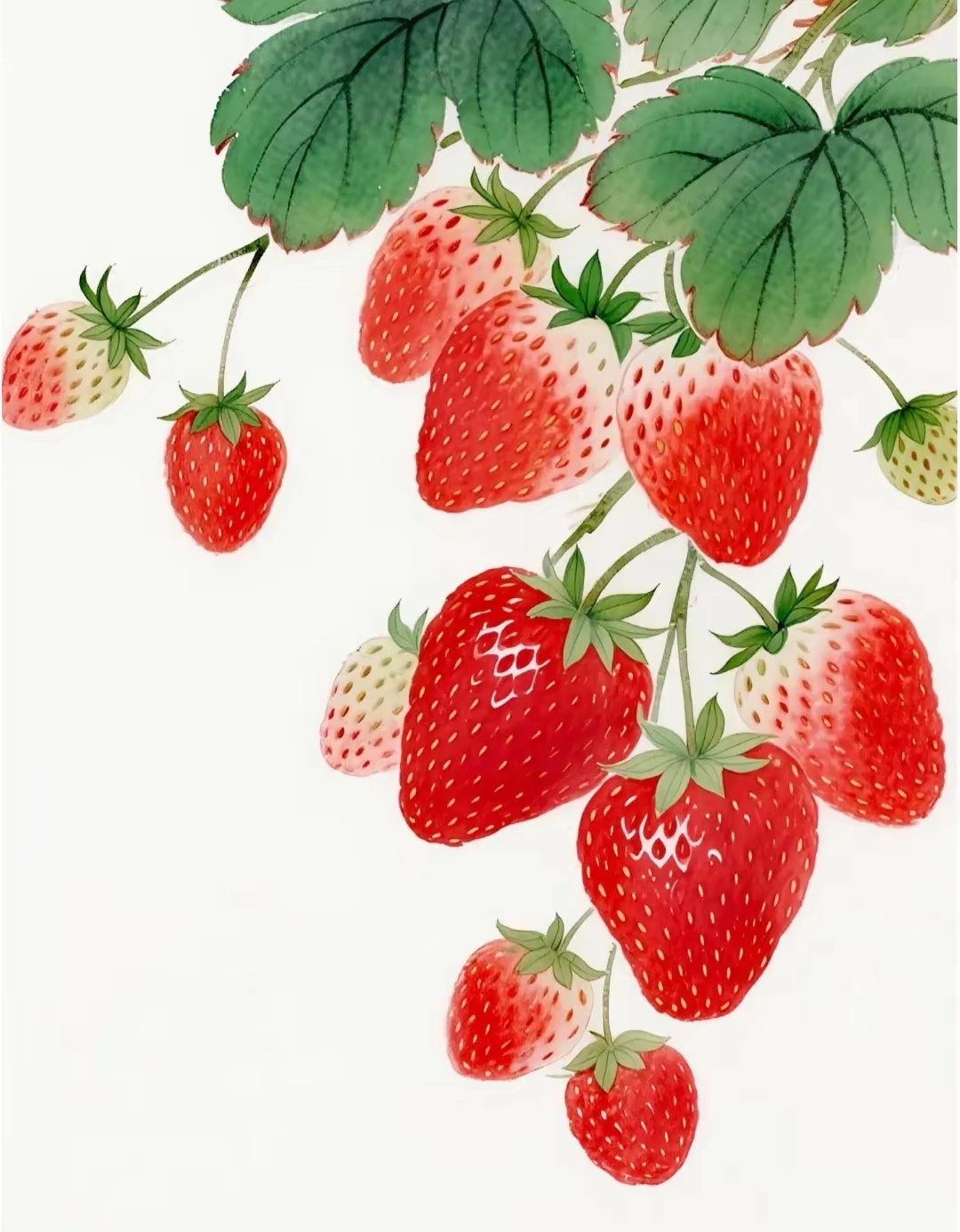 清新水彩草莓红似火 甜美多汁 红艳欲滴 草莓国画的意境之美