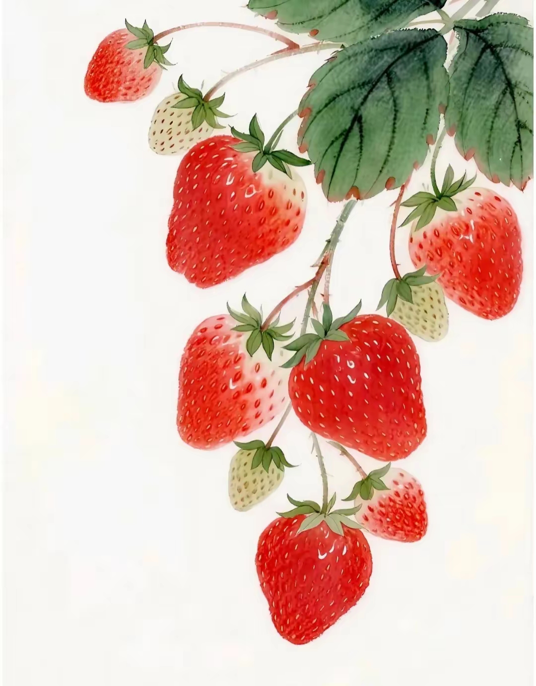 清新水彩草莓红似火 甜美多汁 红艳欲滴 草莓国画的意境之美