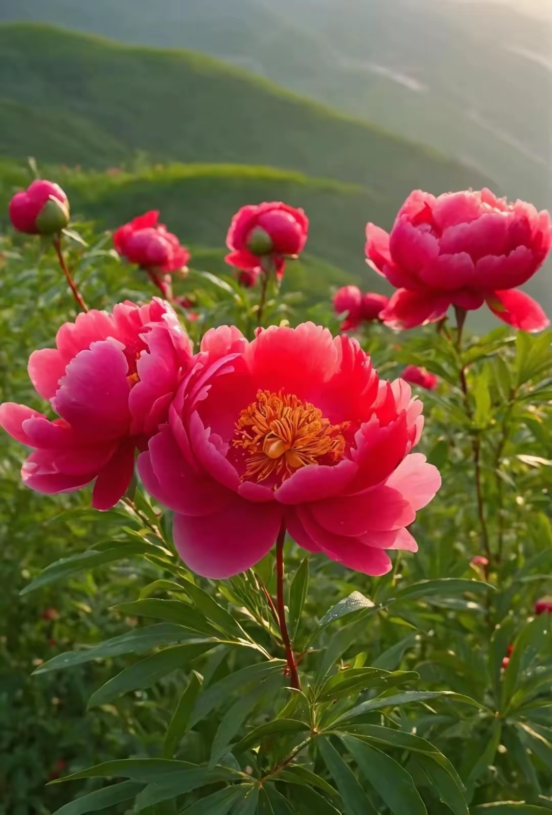 牡丹花美丽而高贵,每一朵都是一幅精致的画作,让人赞叹不已!