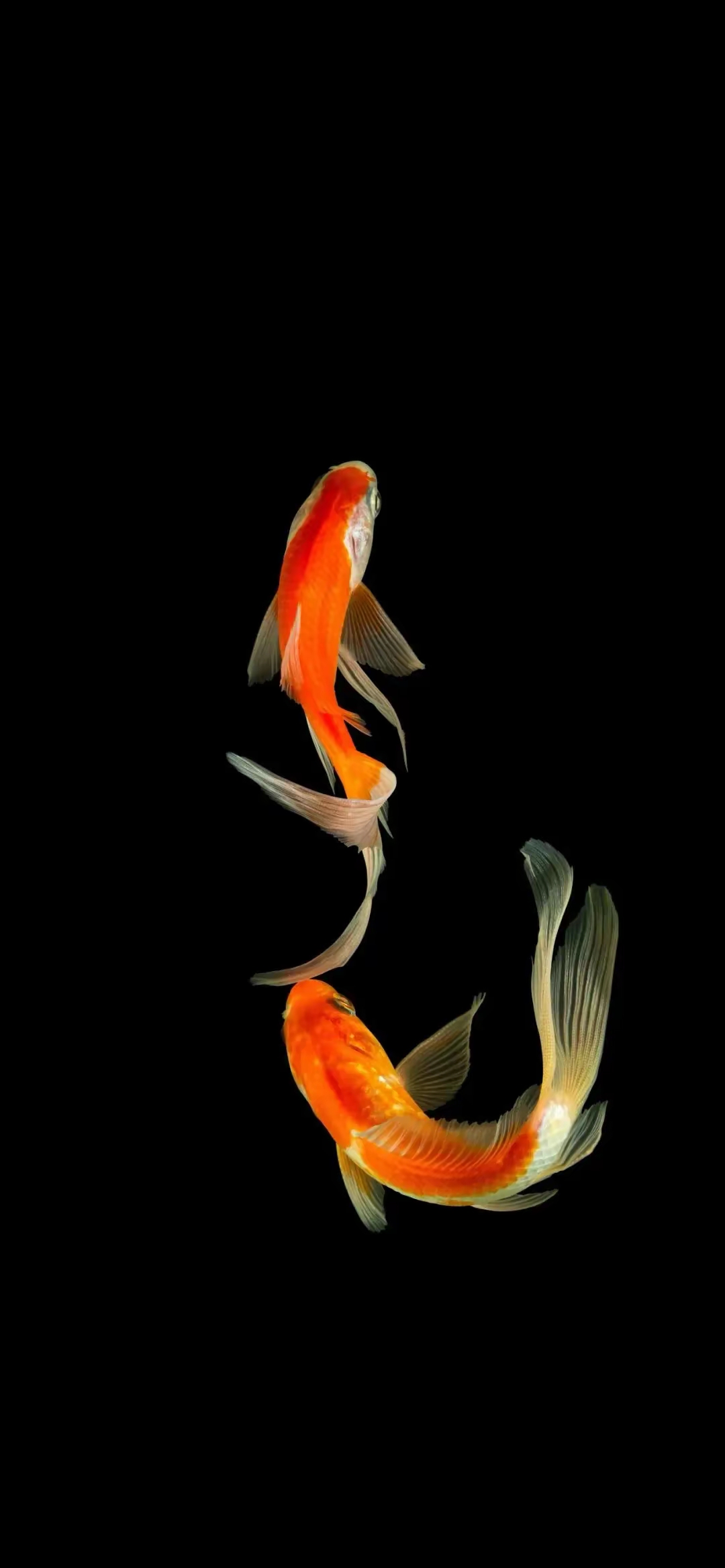 黑色调 高端 个性壁纸‖苦尽甘来终有时 一路向阳待花期