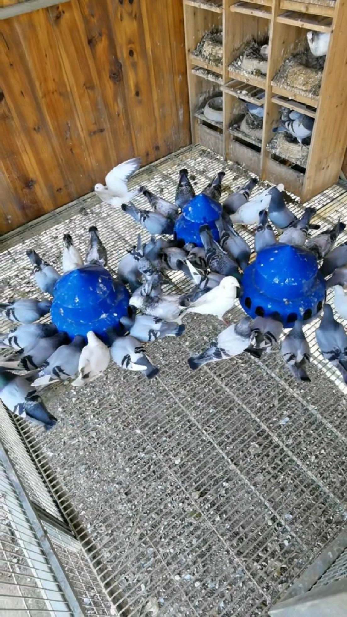 养鸽子也是人生的一种乐趣