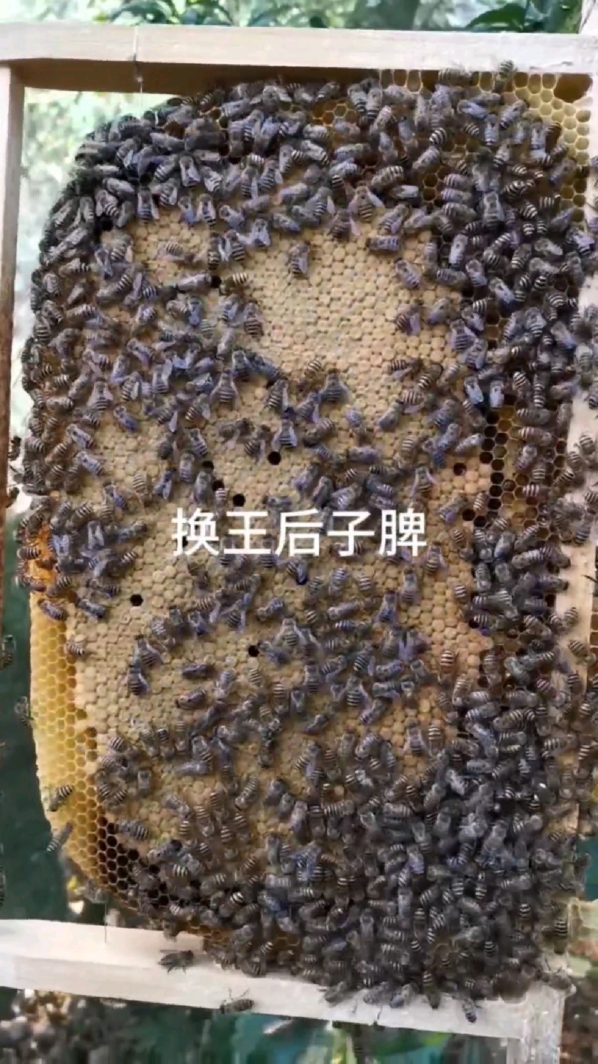 蜜蜂子脾换王前与换后的对比