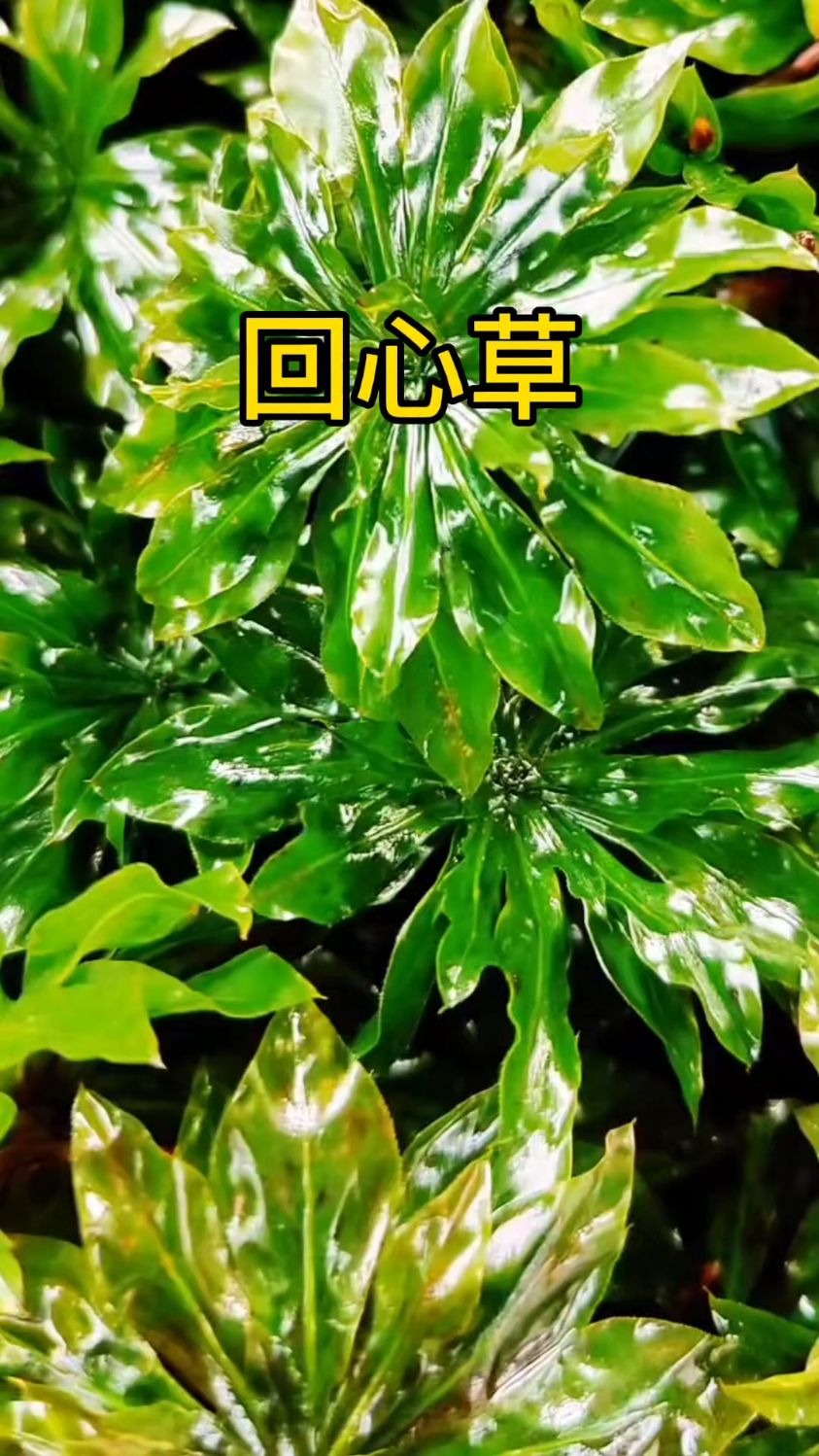 回心草,你家乡有吗