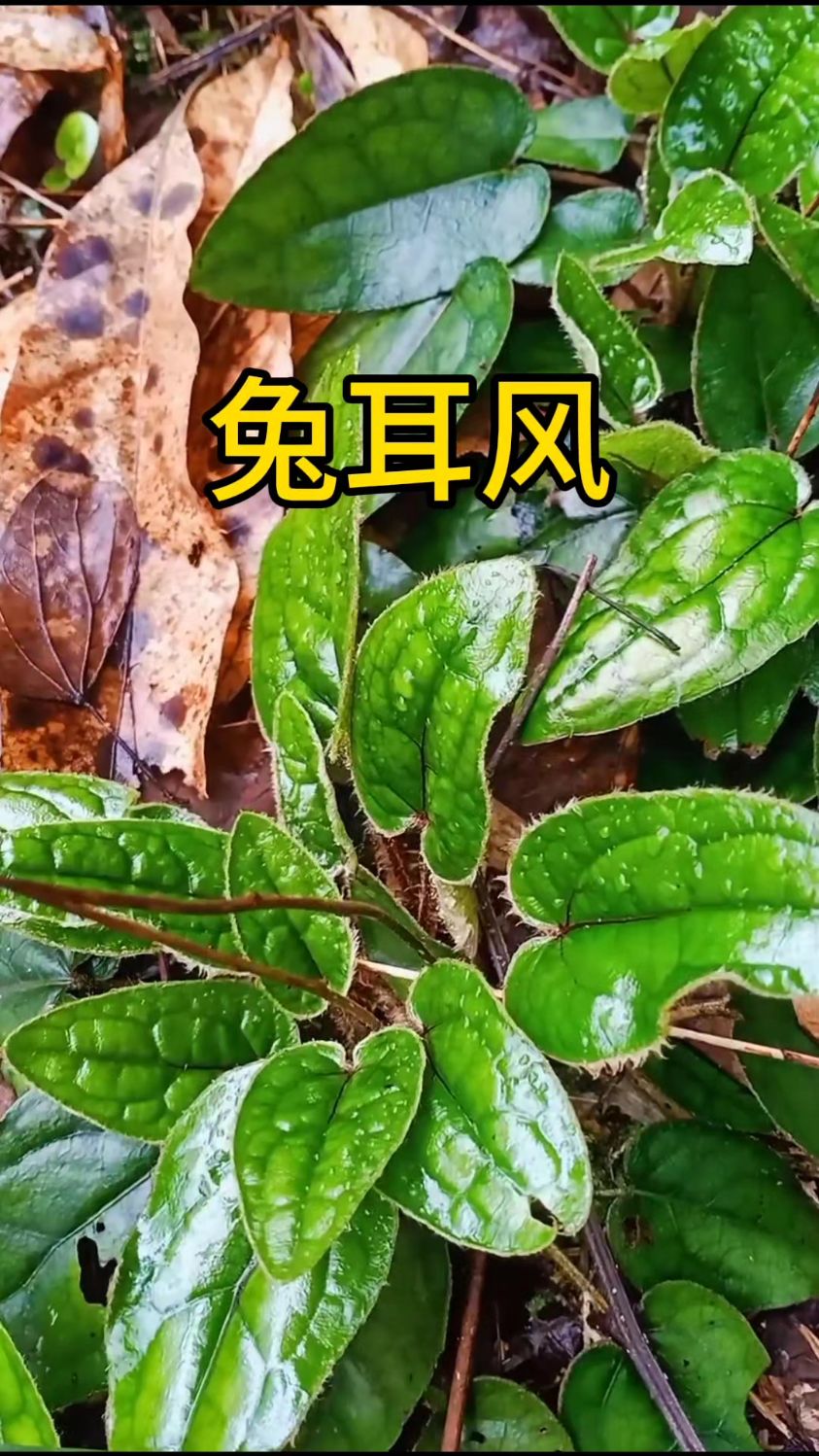 兔耳风,你认识吧