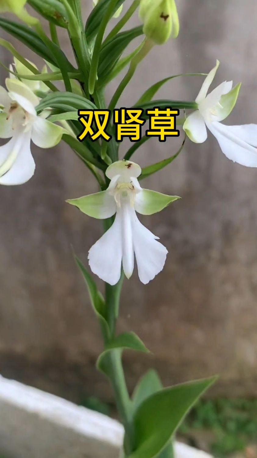 双肾草,你见过吧