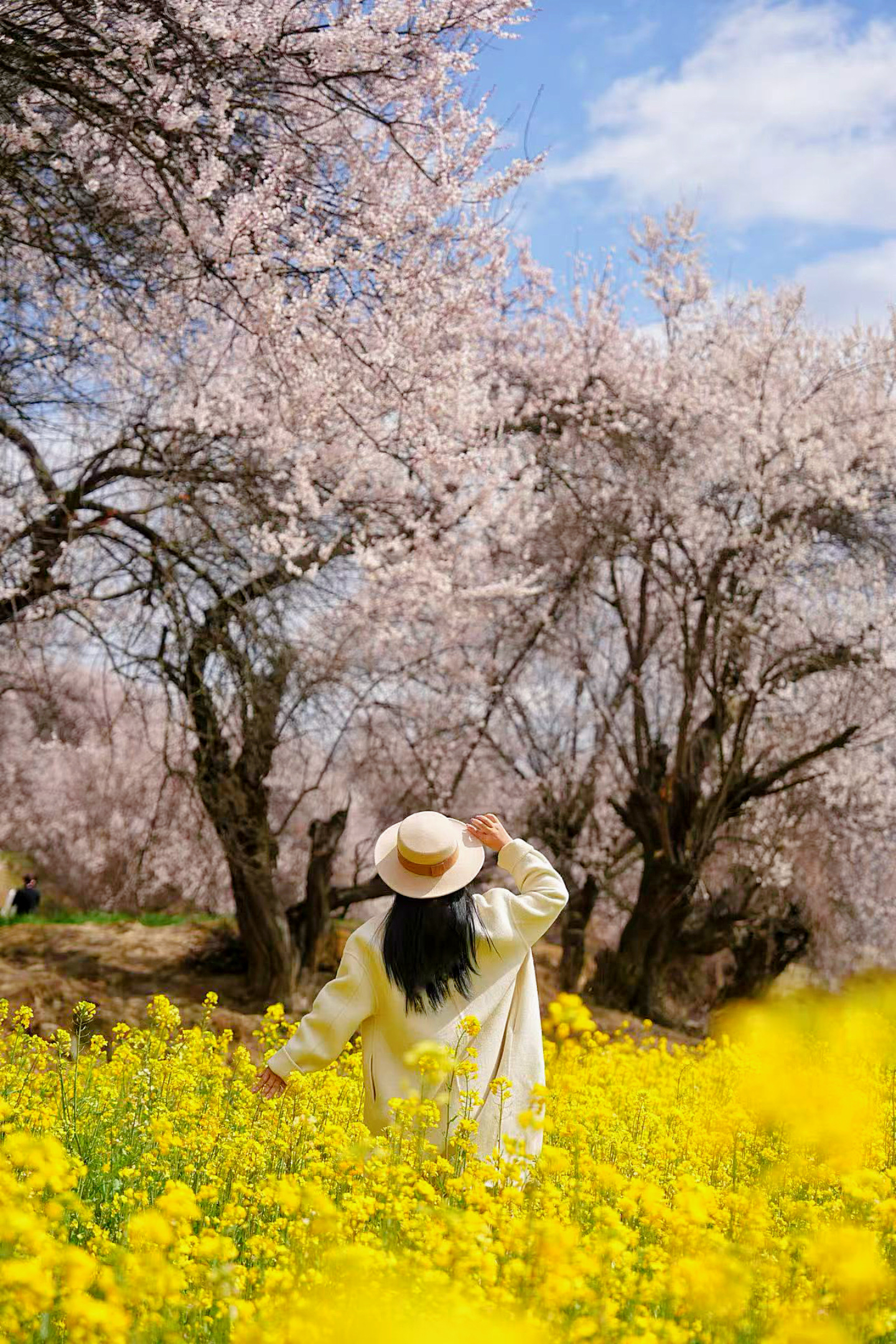 粉白花海铺满尼洋河谷,3月中旬
