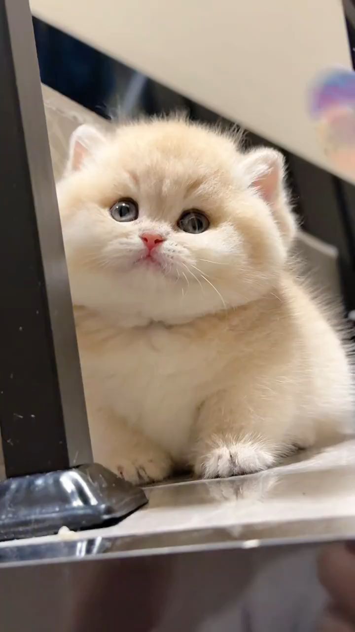 这大包子脸的猫猫,真的被可爱到了