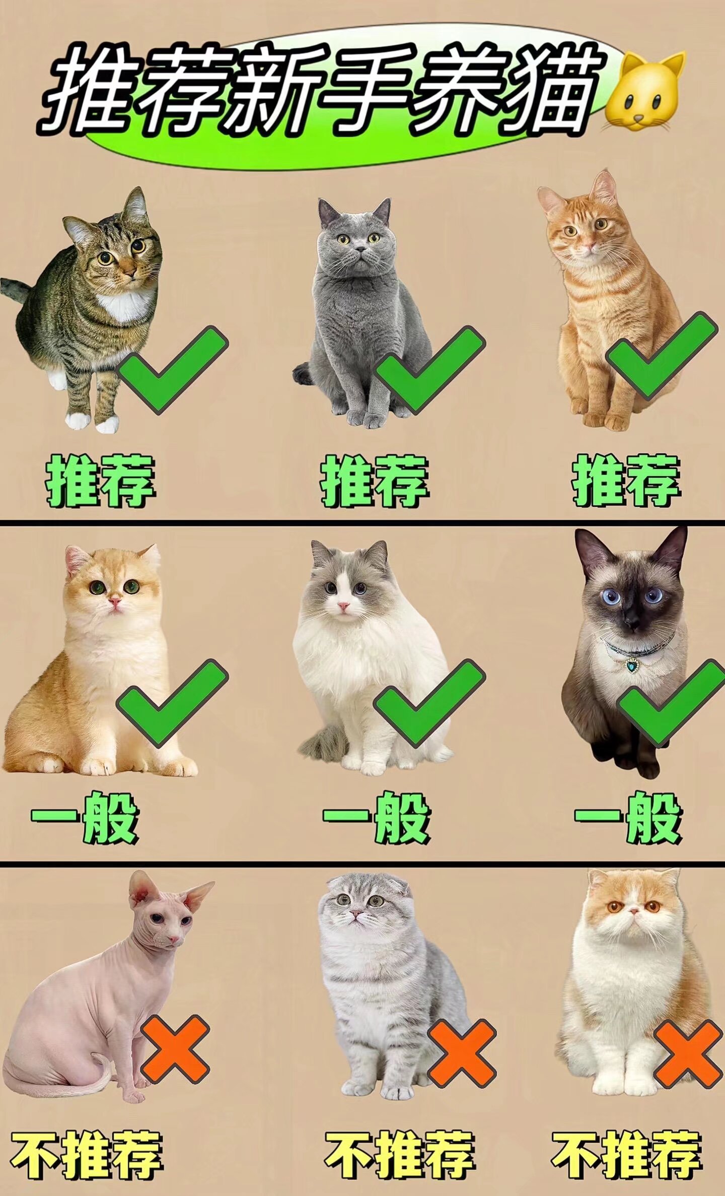 猫咪