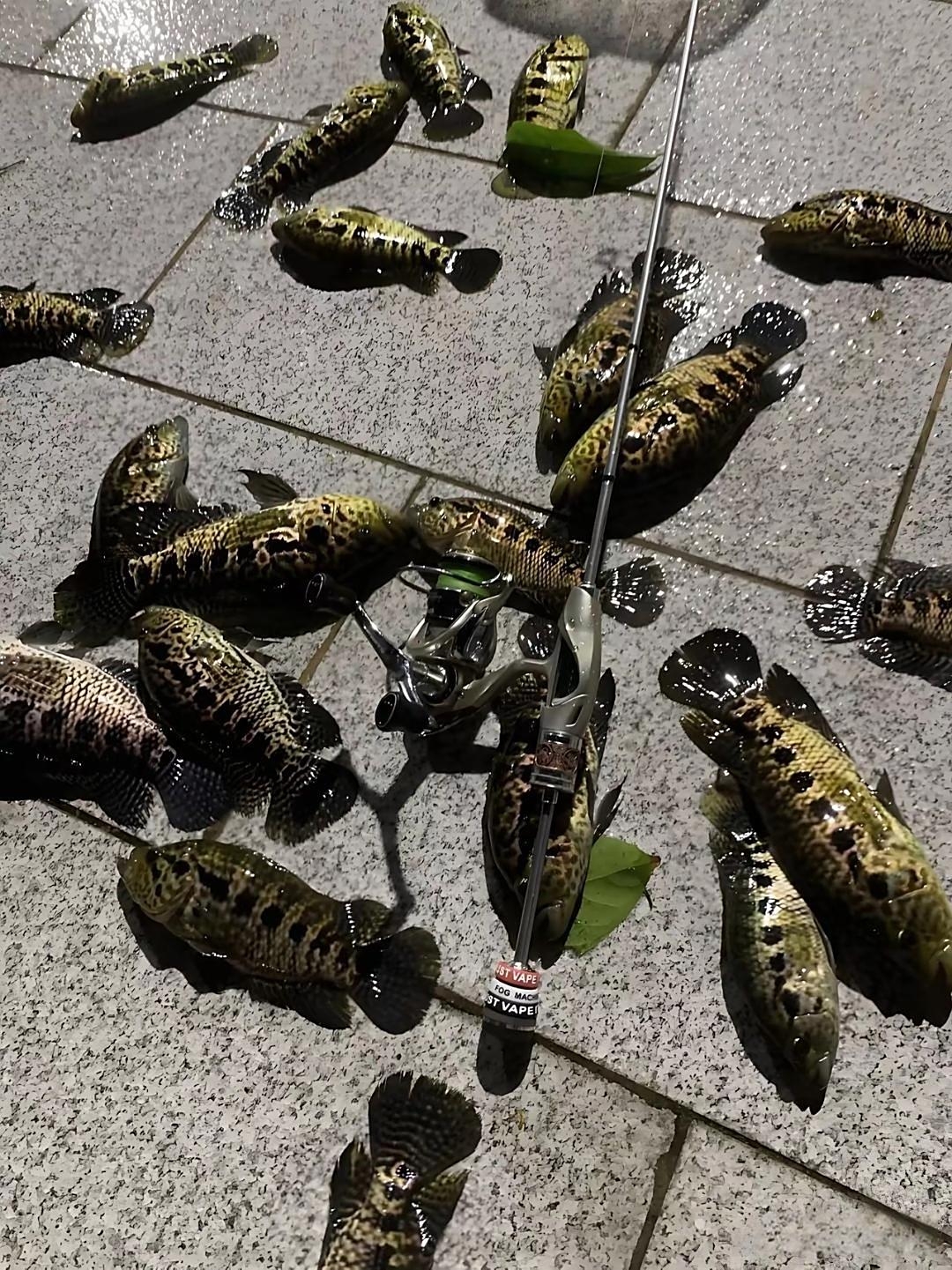 我都钓了三个多小时了,就光钓到这种鱼,其他鱼一条都没见着