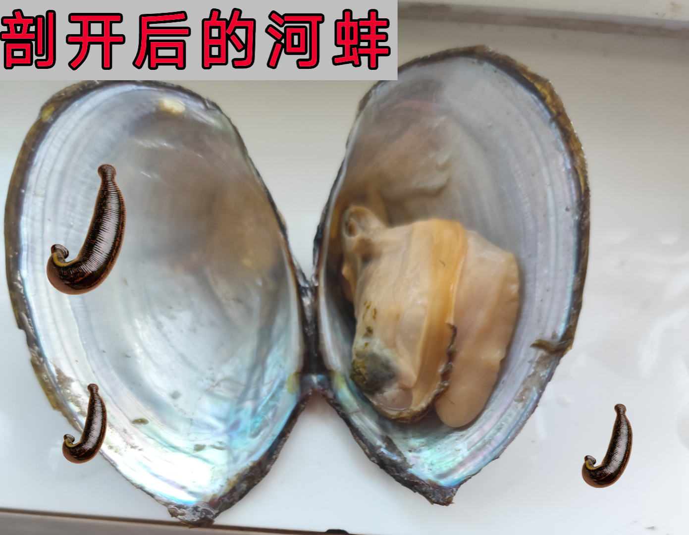 那么多蚂蝗寄生在河蚌里面,吃了河蚌肉,会不会有蚂蝗寄生到人的身体