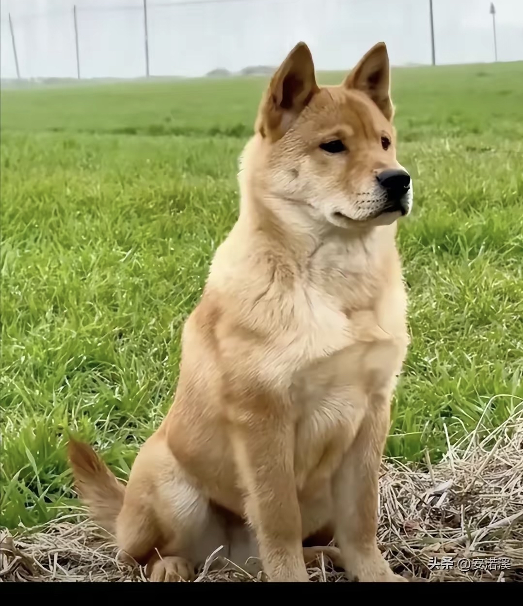 一村民,带着家人上山给父亲祭拜,发现父亲生前养的狗一直在坟前守候