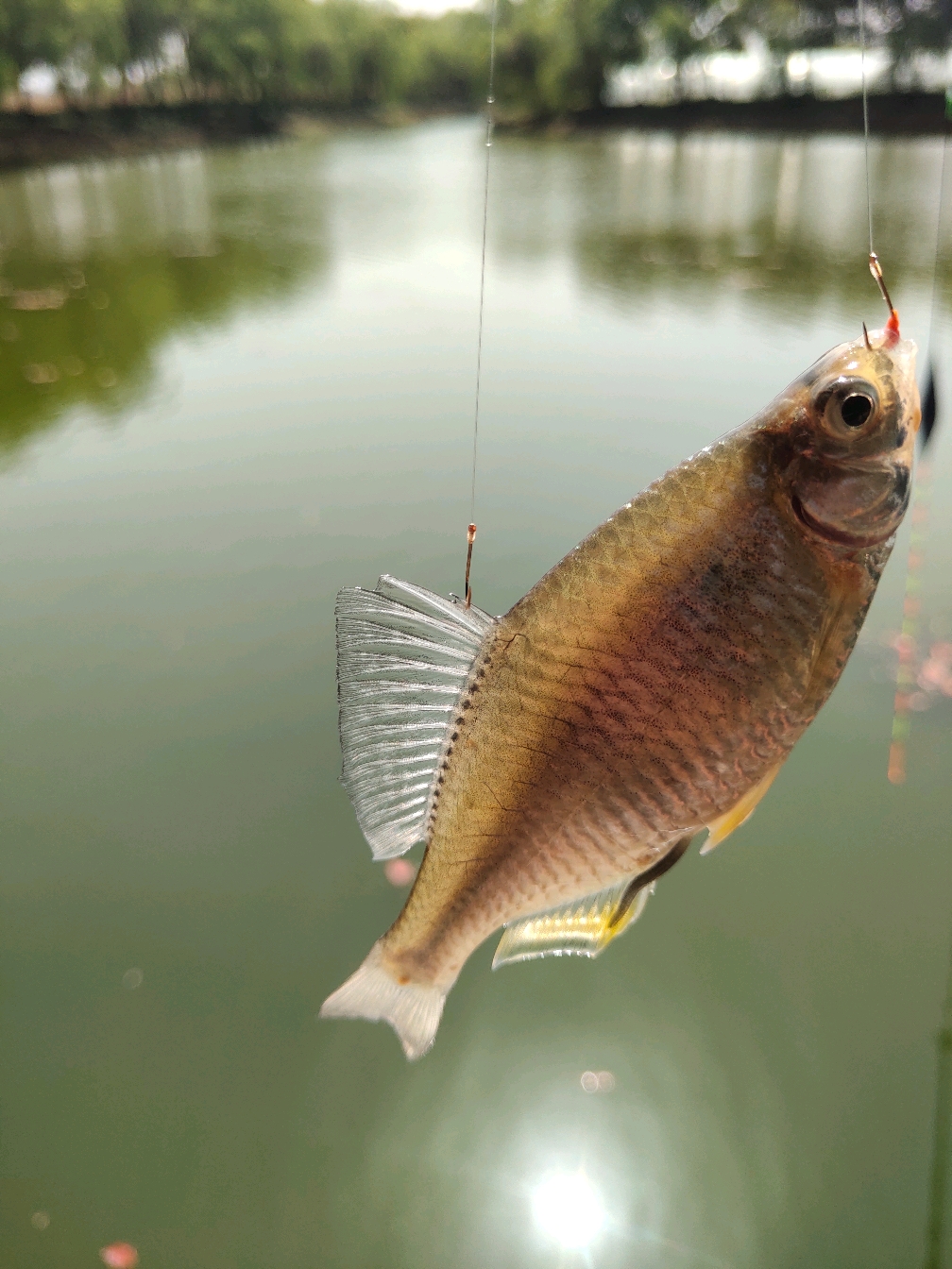 因为双钩都钩中鱼体了