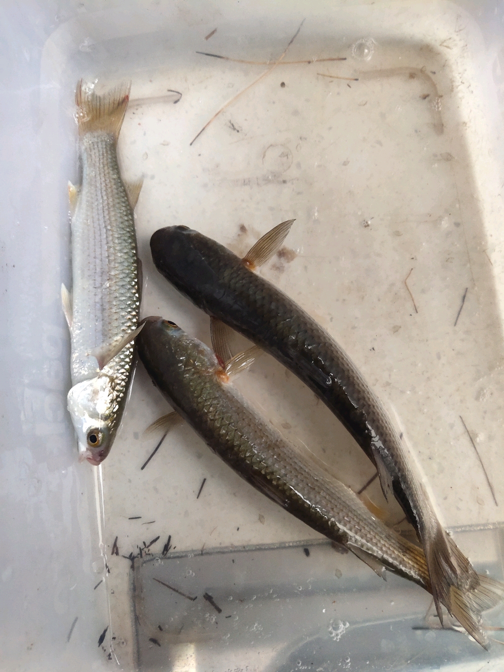 今天海边第一次在咸淡水中作钓,最终以上午钓获的三条鲻鱼宣告结束