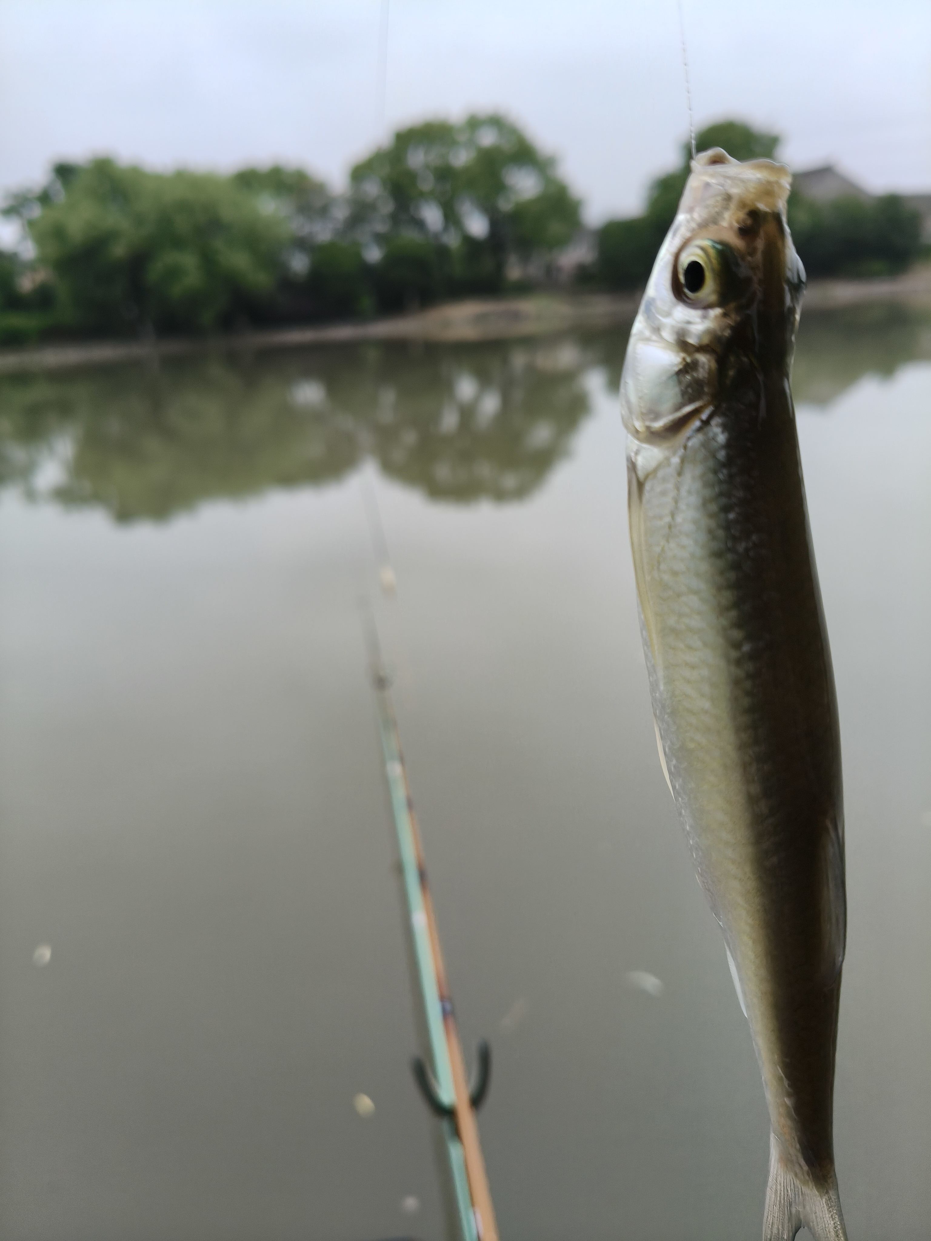 电鳗哪里钓，电鳗怎么捕捉