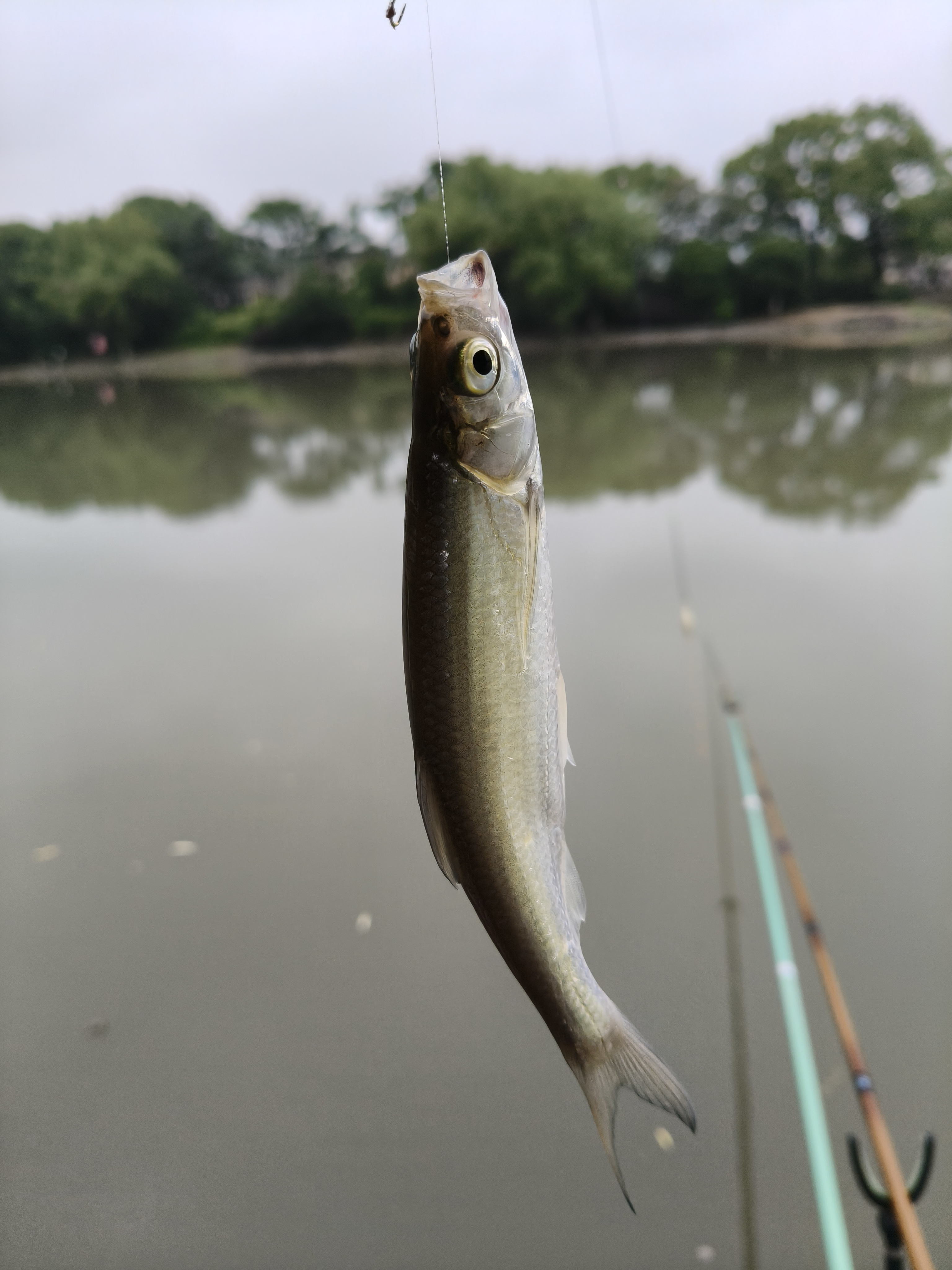 为此今天的垂钓老钓鱼
