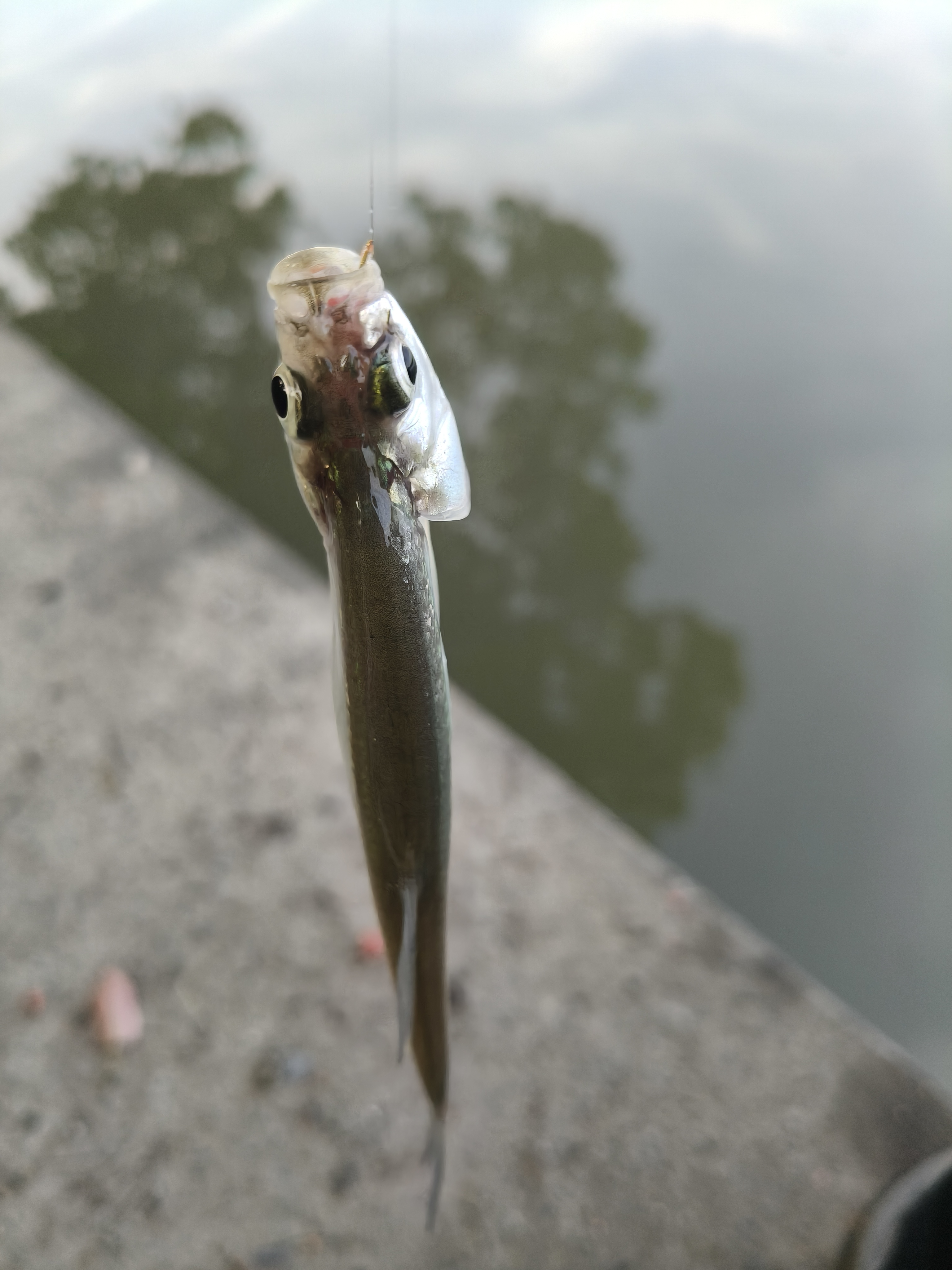 暑期健身计划# 很是郁闷,现在的野河没有不走水的,这给老钓鱼人每天