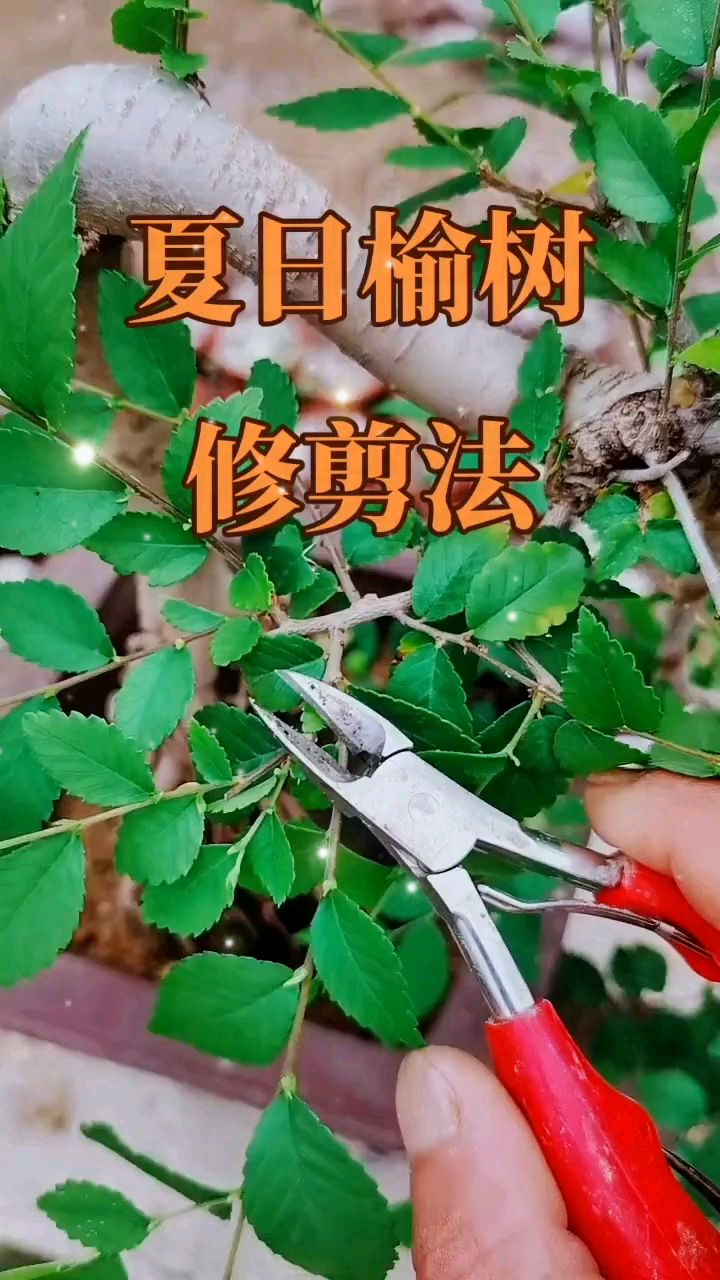 夏天修剪榆树盆景技巧