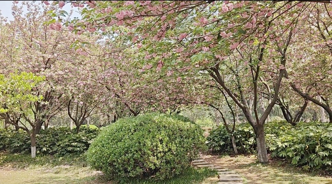 晚樱一年开几次花