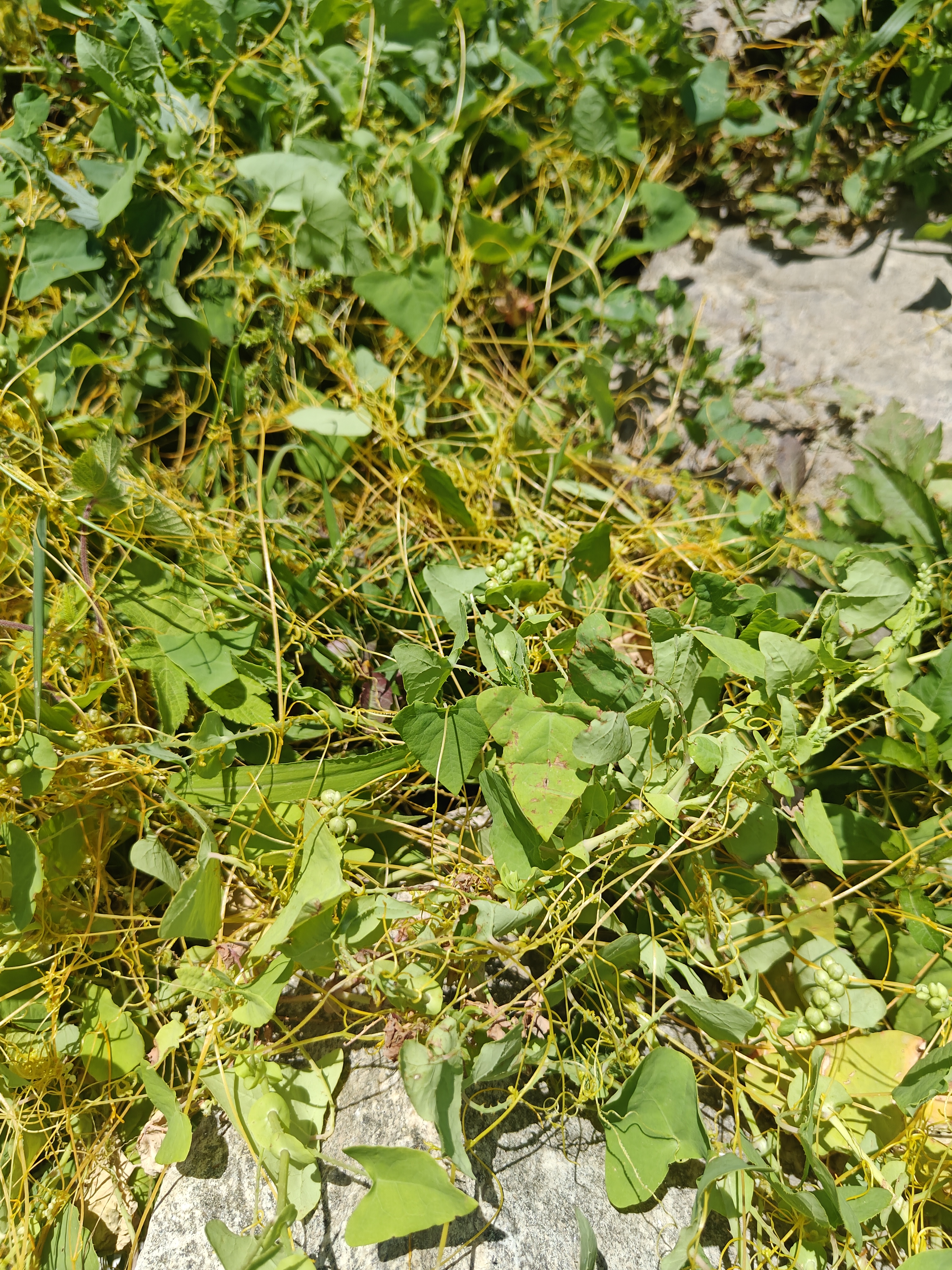 菟丝子植物界的寄生草动态连更挑战