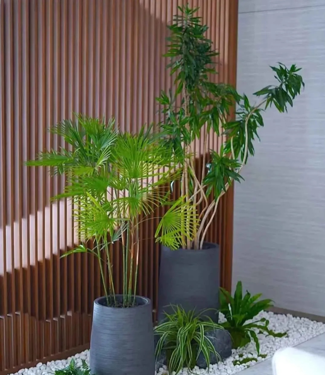 适合室内生长吗绿植隔断书法室最忌三种绿植图片吊顶竹木吊顶跌落造型