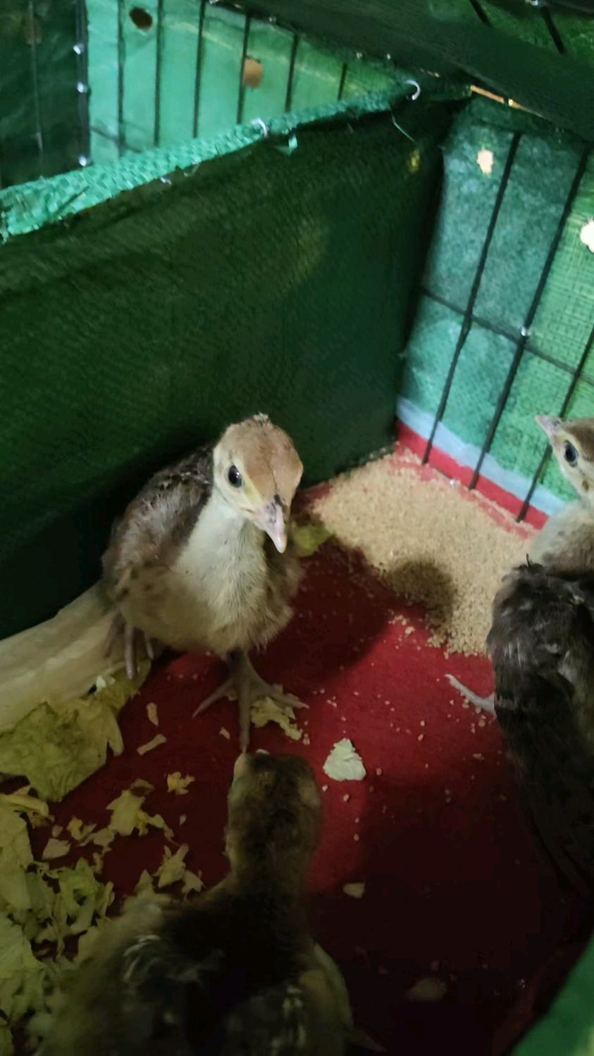 小孔雀苗小时候什么样子?不要被骗