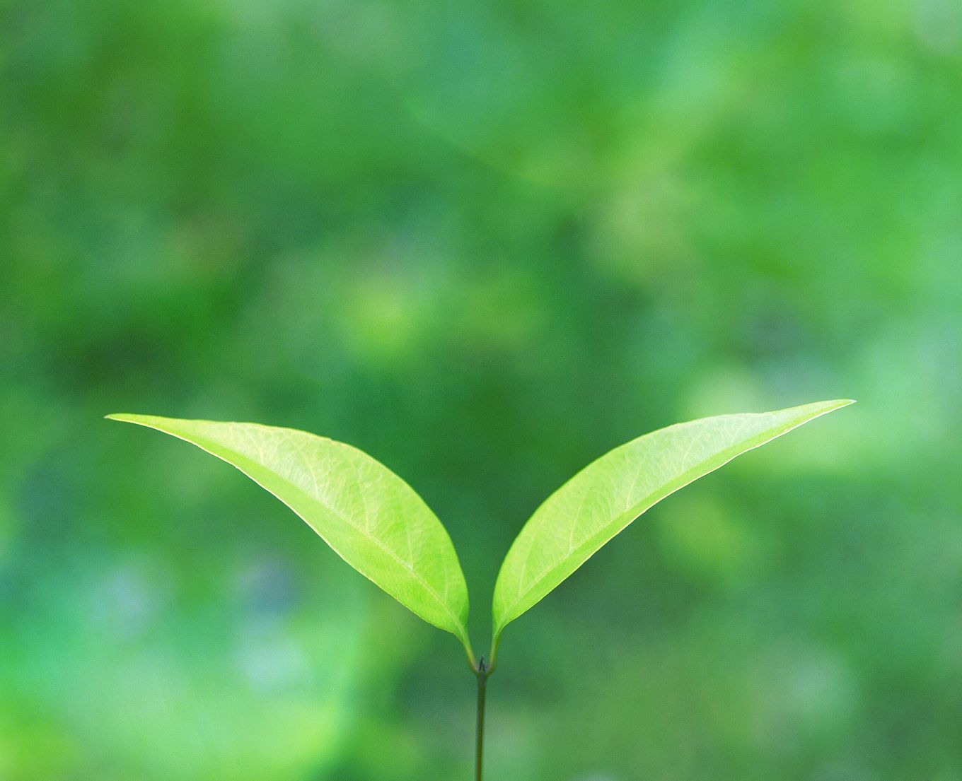 多看绿色真的可以保护眼睛吗