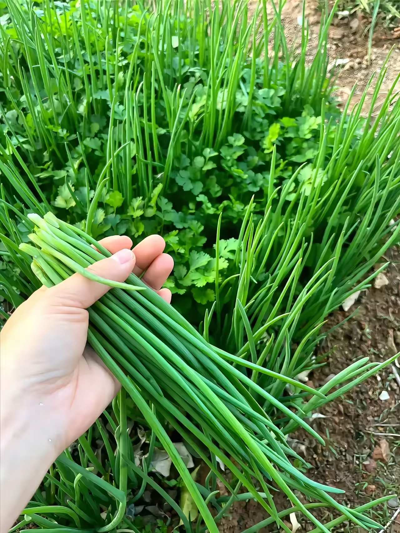 回乡归故里 远离车马喧嚣 我在这里等风等雨也等你