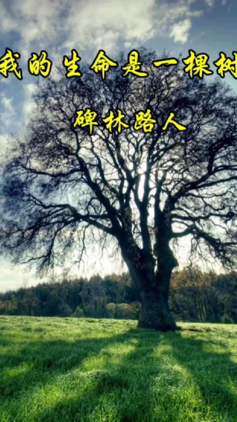 碑林路人:《我的生命是一棵树》