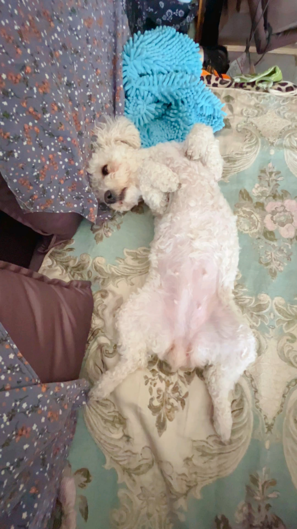 比熊狗狗翻着白肚皮一动不动,懒得!