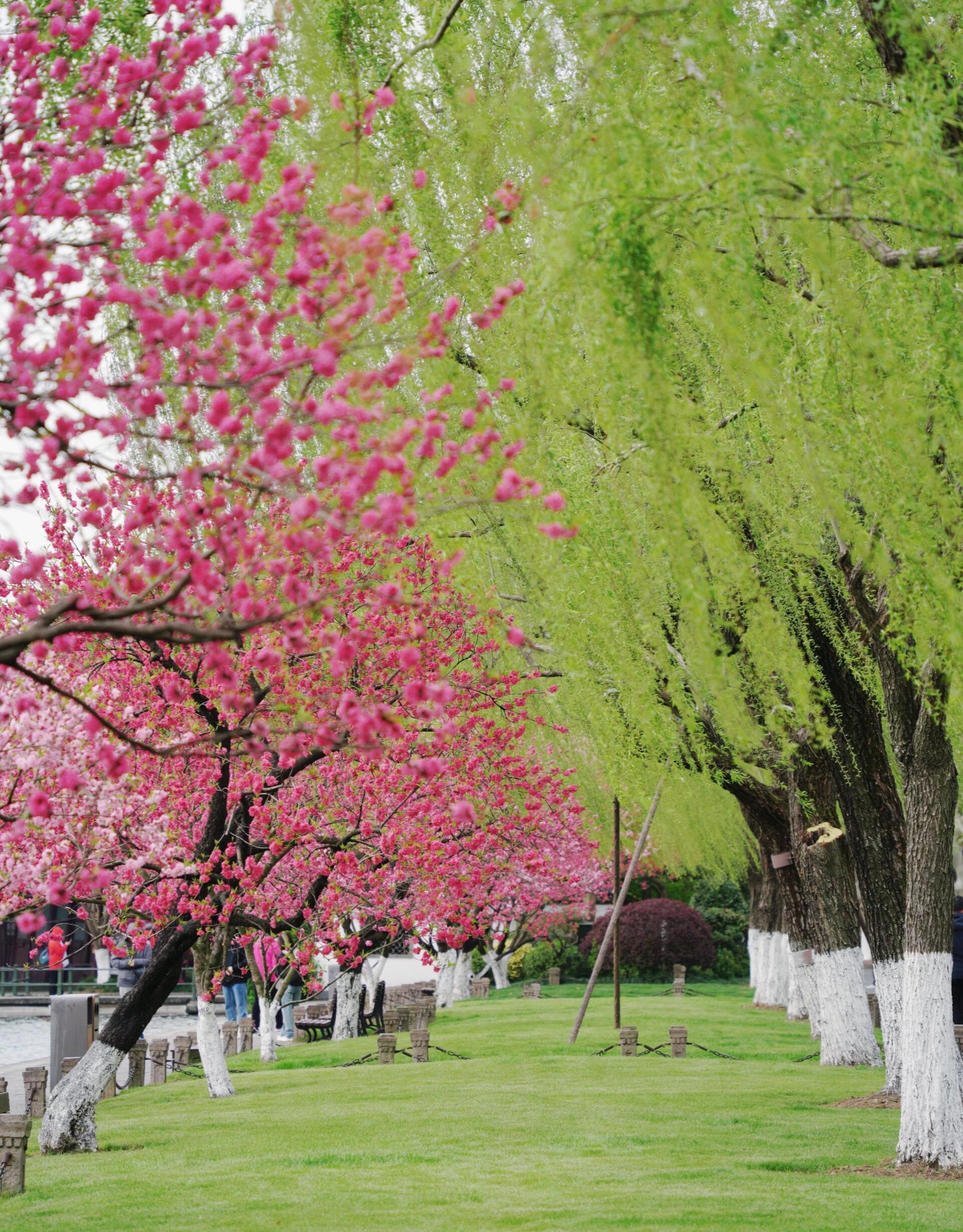 《田园》诗中的风景图片意境全球最美花朵和风景白堤桃红柳绿风景图片