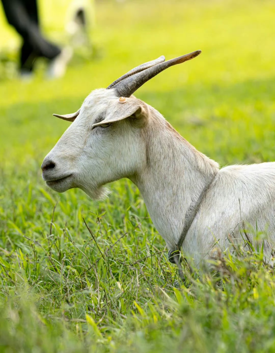 时事热点我来评# 这个藏在七娘山脚下的牧场太美了!