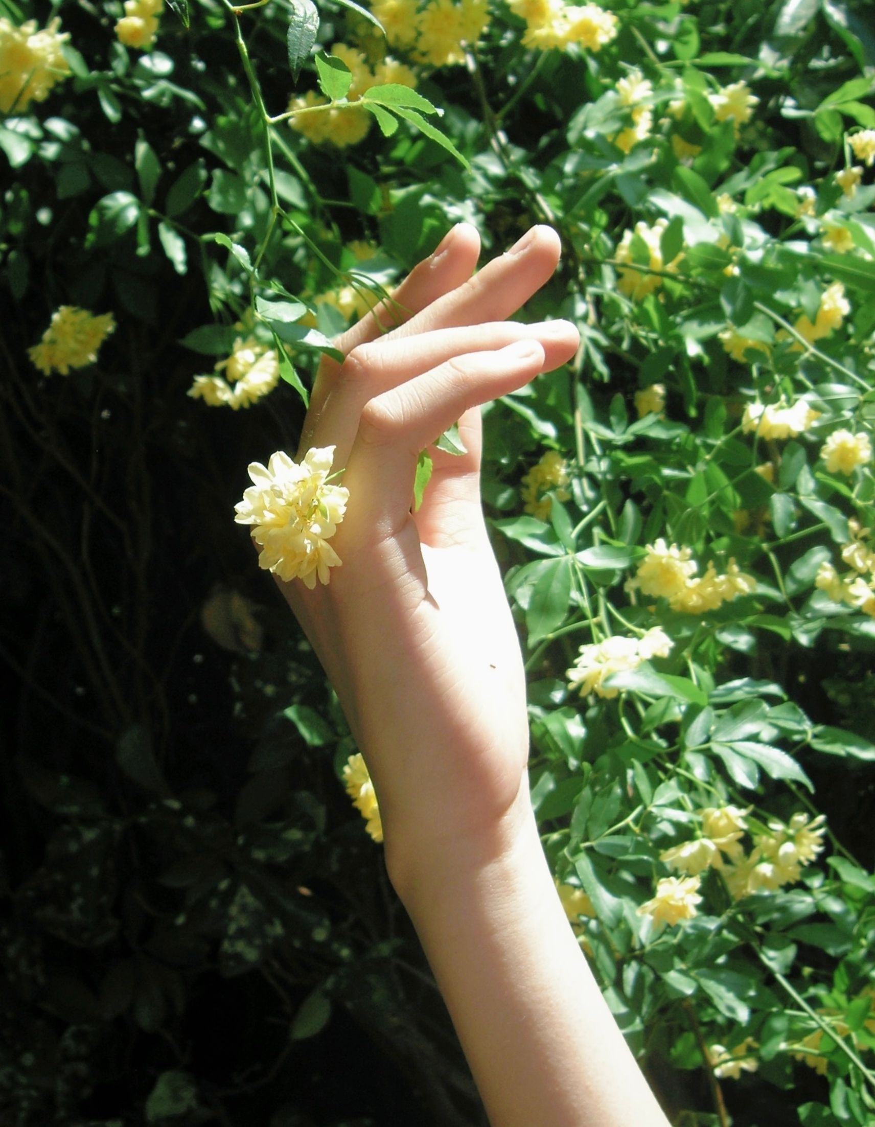 时事热点我来评#你自山河林间来,惊鸿一现百花开