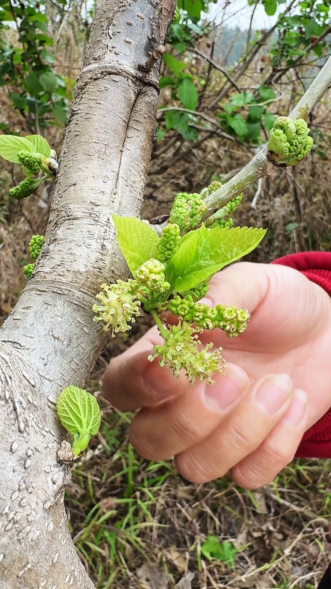 这种花穗叫桑葚花,又称马桑花,深受人们的喜爱