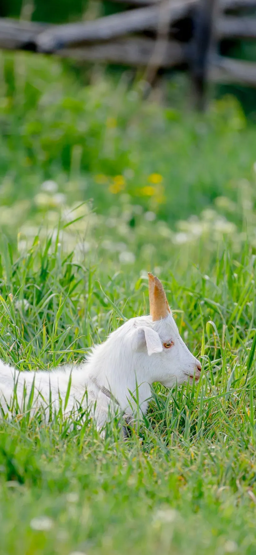 8月21日生肖羊运势如何(2021年8月21日特吉生肖运势)