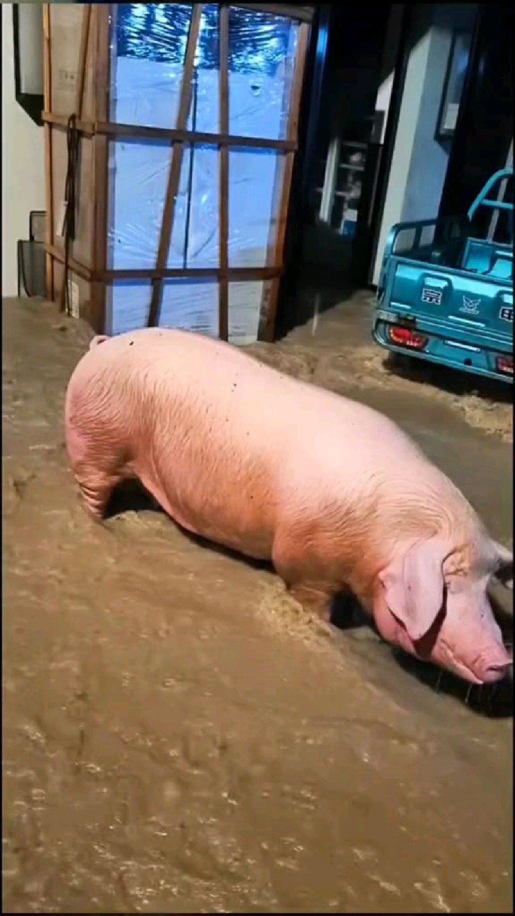 湖北咸丰县突降特大暴雨!现场一片狼藉,猪圈的猪都被洪水冲出!