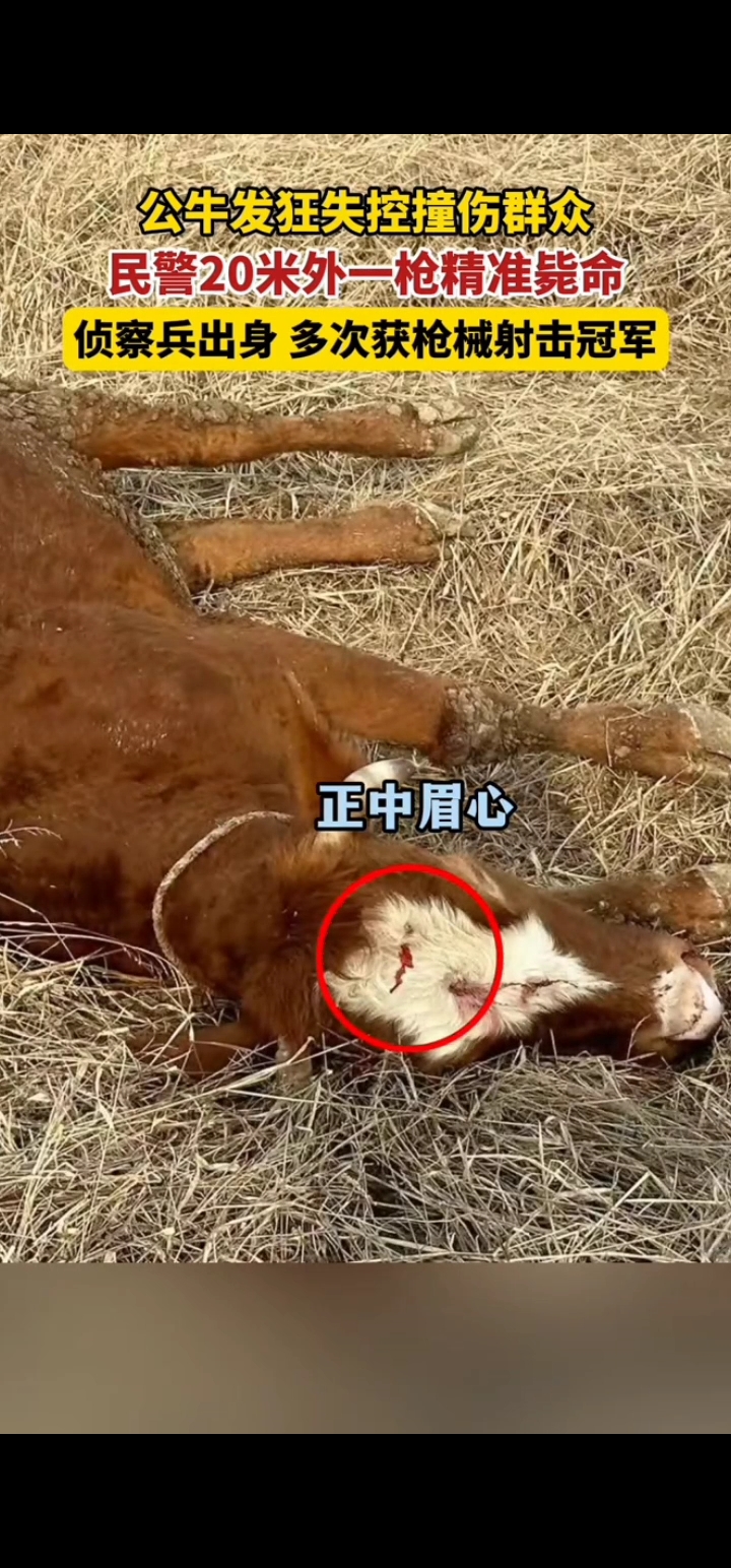 20米开外,民警将疯牛一枪毙命!