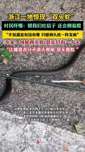 专家:钝尾两头蛇,其实只有一个头,是用迷惑敌人的,无毒