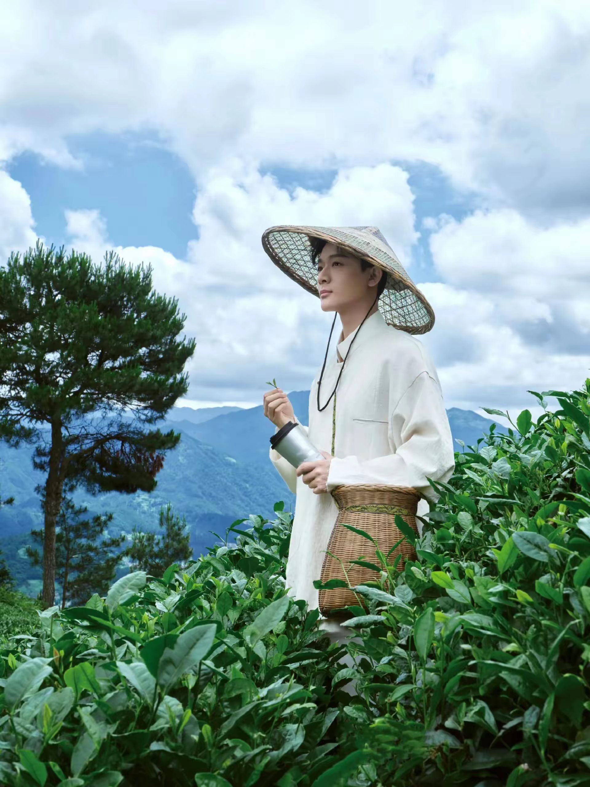 张晚意沉浸式采茶体验享受山间的宁静和美好